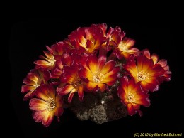 Sulcorebutia tarabucoensis v. aureiflora WR479 2169